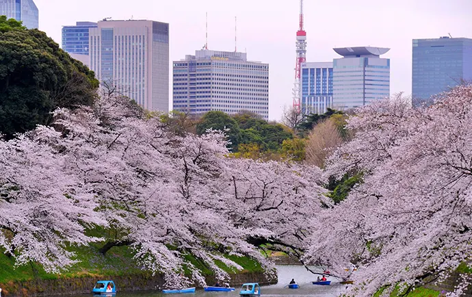 Cherry Blossom at Imperial palace