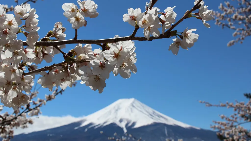 Close-up of cherry blossom petals with Mt. Fuji