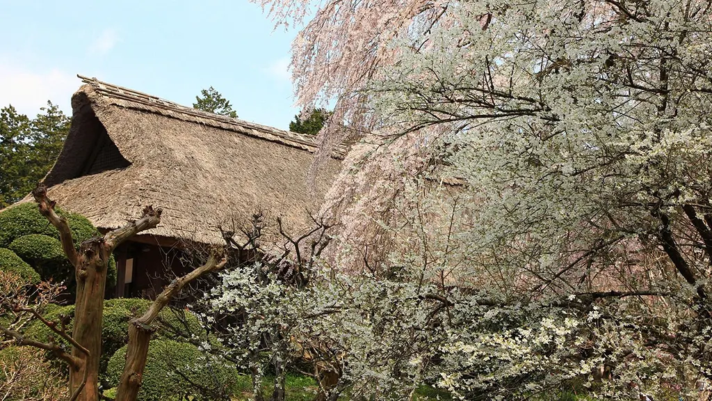 Cherry blossoms at Traditional Japanese Village