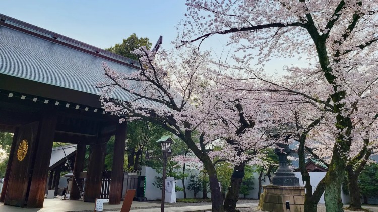 Cherry Blossom tour with The Imperial palace