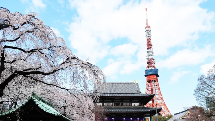 Cherry Blossom at Zojo-ji