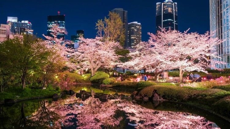 Cherry blossom tour at NIght in Tokyo