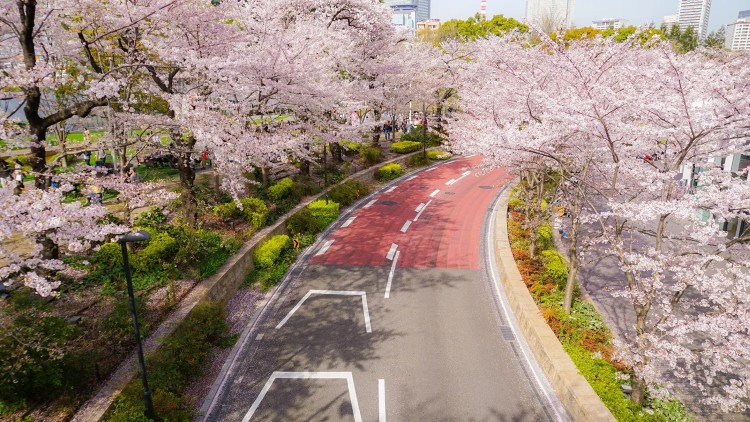 Cherry Blossom tour at Roppongi