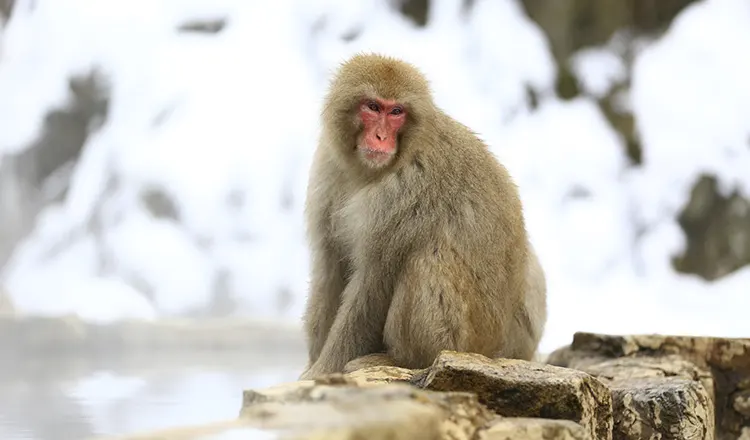 Snow monkeys