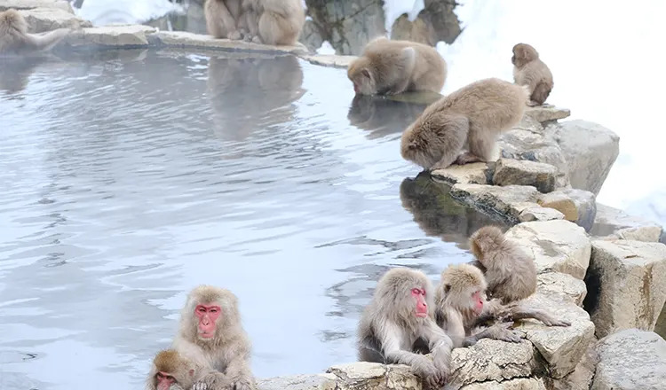Jigokudani Monley Park
