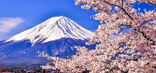 Mt. Fuji Cherry Blossom Full Day Private Tour
