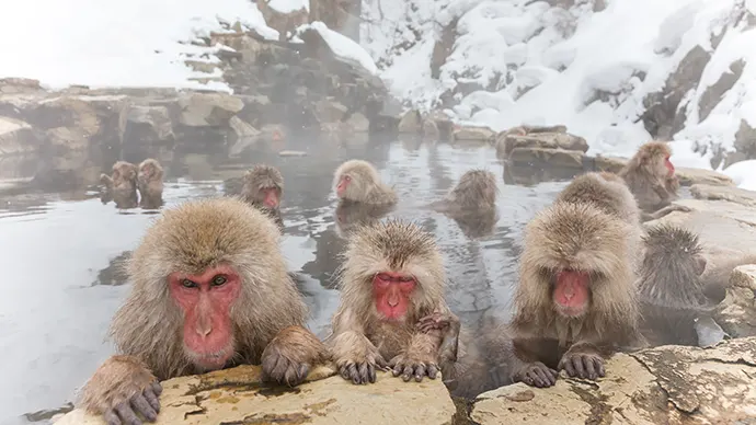Jigokudani Snow Monkey Park