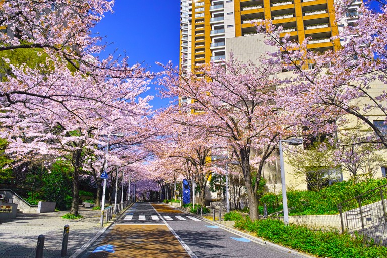 Sakura Zaka, Roppongi