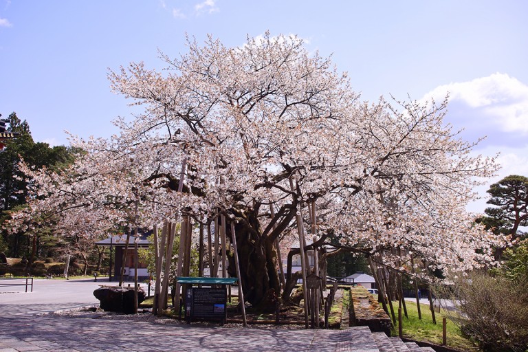 Sakura in Nikko